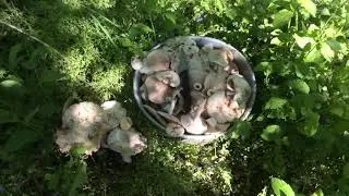 Початок грибного сезону.