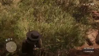 Arrow Stuck in Bush in RDR2