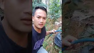 Bahasa Indonesia bolo