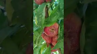 Донат готов 17.07.23