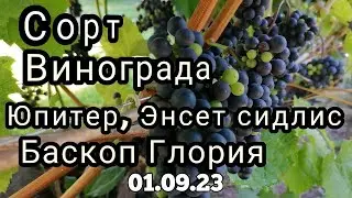 Состояние винограда на 01 09 23 г  ч. 3