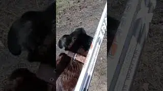 Кто мы, откуда мы, куда мы идём?