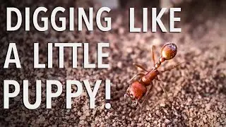 This Is What An Ant Digging In Slow Motion Looks Like (CDT, Southern New Mexico)
