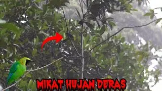 🔴 MIKAT cucak ranting terapes, pancingan lepas