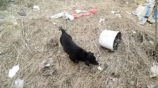 Выбросили на свалку собачек.