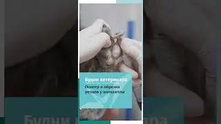 коррекция прикуса у шин шилы