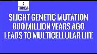 Slight Genetic Mutation 800 Million Years Ago Leads To Multicellular Life