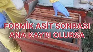 Formik uygulaması sonrası Ana arı kaybı olur mu ne yapılmalı