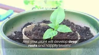 Sustainable & Fun GIY Germination Kits | IFFCO Urban Gardens