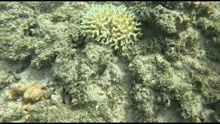 Search and Destroy Mission at Anini