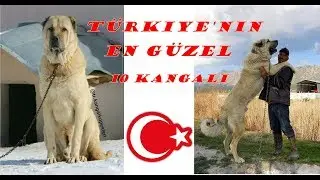 TÜRKİYEN'NİN EN GÜZEL 10 KANGALI ( MOST BEAUTIFUL 10 KANGALS )