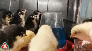 Natural treatment for chickens....
