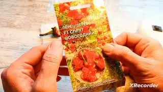 Положила на проращивание перец. Какие сорта буду сажать.