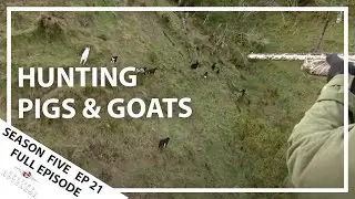 Hunting Aotearoa Series 5 EP21 Pig & Goat hunting in Taranaki