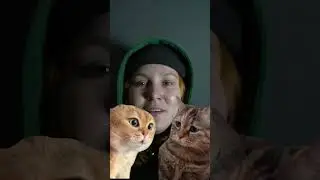 Как добавить котиков на твое видео