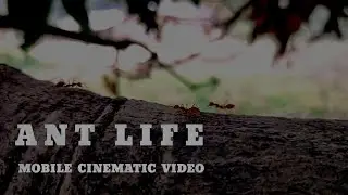 THINK LIKE AN ANT | CINEMATIC VIDEO
