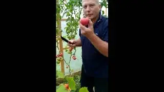 Обзор огорода 2020г. Томаты, перцы с нуля до урожая.