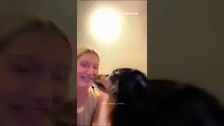 dog compilation #5