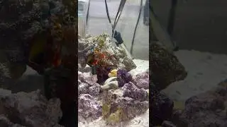 Can my Mantis Shrimp break glass?