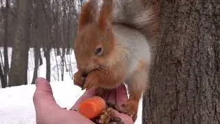 Про белку с глазиком / About a squirrel with an eye