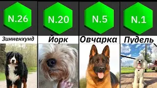 Самые умные собаки