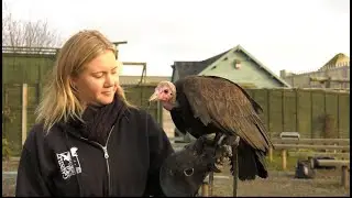 The Vultures of Gauntlet Birds of Prey