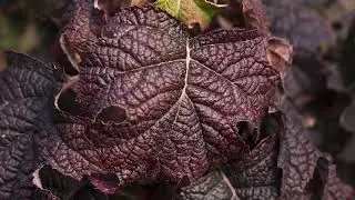 Progressive Plants Who We Are
