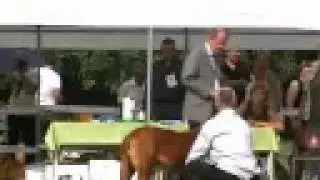 Dutch Dogue de Bordeaux club match 2008
