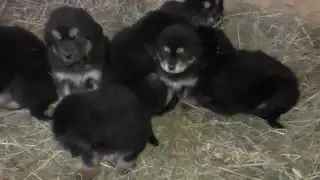 Щенки тибетского мастифа