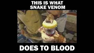 Scary Effects of Snake Venom in Blood #snake #venom #cobra #viper