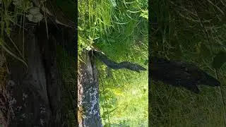 Black gray-eyed snake suddenly rushed out of the hollow at its victim, missed and froze in surprise