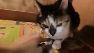 Кошка убийца