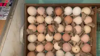 Инкубаторға жұмырқа салдым