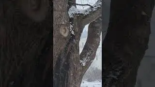 Вьюга в ноябре. Юрьево