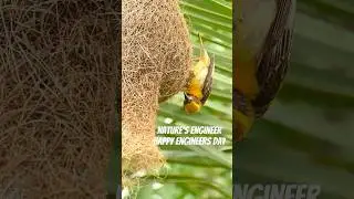 Nature's Engineer, Happy Engineer's Day, at end see Bird's prize possession 
