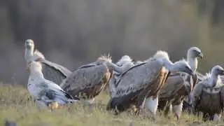 Гриф vulture- король падальщиков