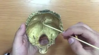 Затылочная кость.Анатомия