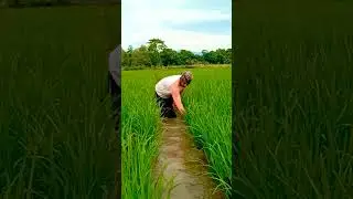 Cleaning the Rice Field #agriculture #simpleliving #farming