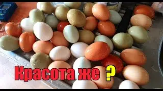 Оплод проверили》Готовлю вкуснышки》Чем торгую