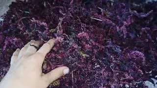 АМАРАНТОВЫЙ ЧАЙ для клиента