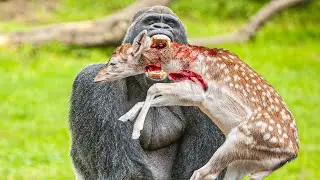 SILVERBACK GORILLA - The King of the Jungle