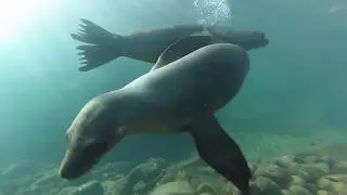 Artquatic Baja California Day 6