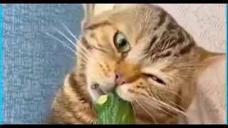 Вечно голодный  кот 😂| The Internet's Most Insatiable Cats