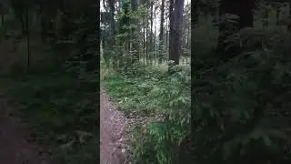 forest (philosophical walk in the woods)