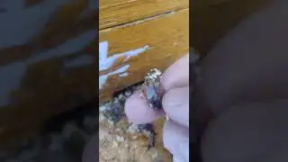 Нашлась матка