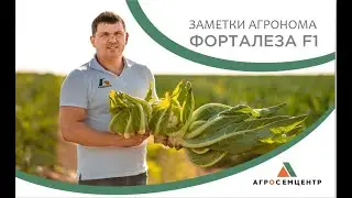 Заметки агронома Цветная капуста ФОРТАЛЕЗА F1