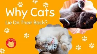 Cat Lie On Their Back. Why Cat Like? What Do Cats Mean?