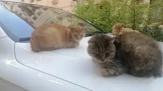 нахальных питерских кошечек немного в ленту