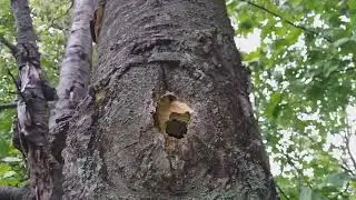 Гнездо Шершней , 01.09.2024 г Почти Вымершее Гнездо Шершней ,Видно Живых Шершней момент 3:15