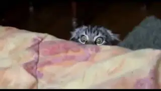 жестоко изнасилован - best funny